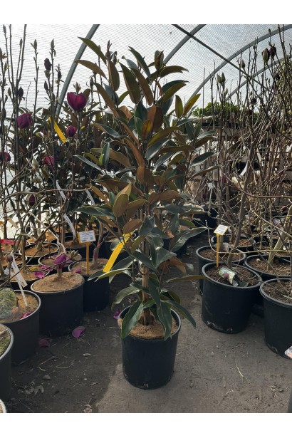 Магнолія Альта купити в контейнері